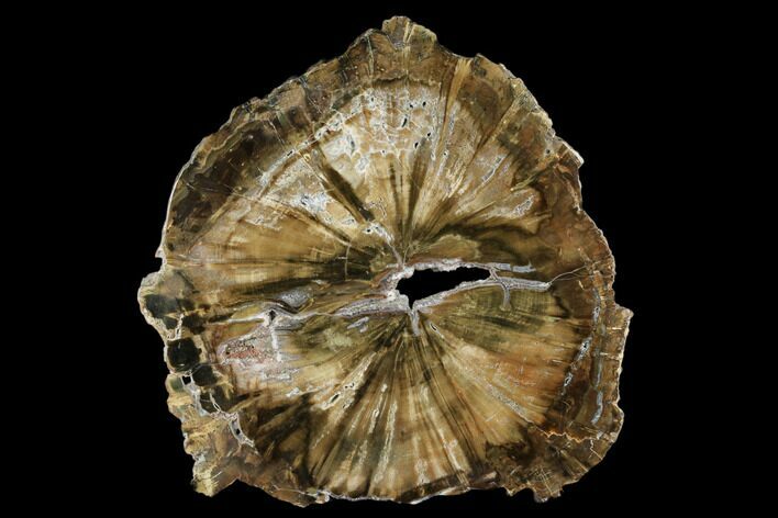 Triassic Petrified Wood (Woodworthia) Round - Zimbabwe #181835